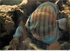 Animaux - Poissons - Aquarium Tropical du Musée National des Arts Africains et O