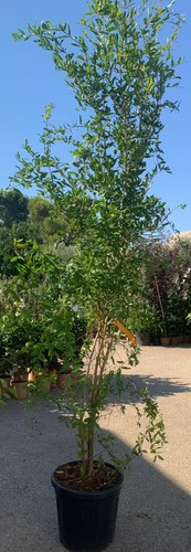 Plante grenade punica - de, "punica