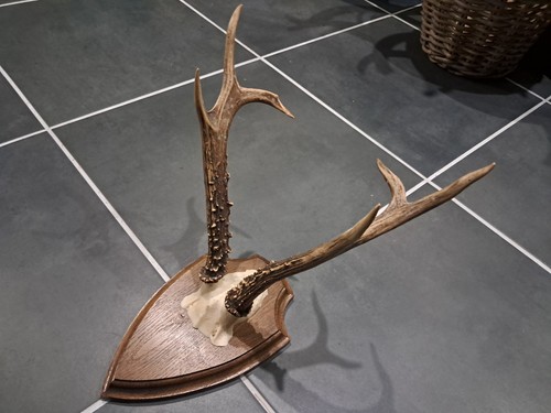 Trophée chevreuil de - de,
