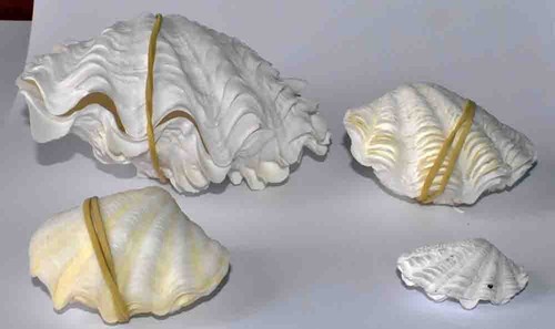 Sea shell coquillages - -,
