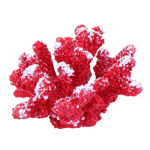 Plantes terrarium centre - plantes,