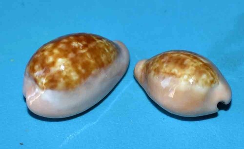 Sea shell coquillages - shell,