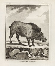 Sanglier Africain Dessin 1780