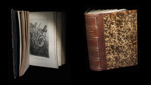Entomologie lepidopterologie - entomologie,