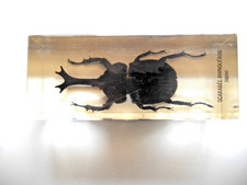 INSECTE INCLUSION, RESINE