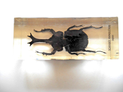 Insecte inclusion resine - insecte,