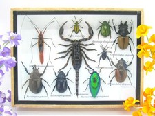 Insectes 3D - exotiques réel