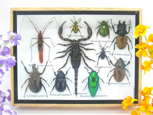 Insectes exotiques réel - insectes,