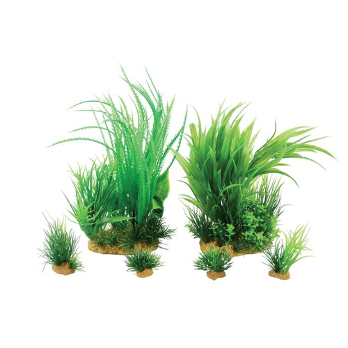 Jalaya plantes - jalaya,