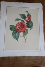 BELLE LITHOGRAPHIE DE FLEUR de PIERRE JOSEPH REDOUTE 1939 MOURLOT CAMELIA