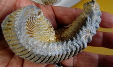 Grand fossile d'huître, @ 130