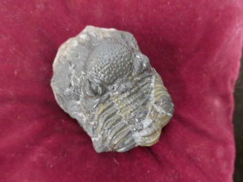 Fossile - fossile, de