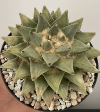 PARFAIT! Ariocarpus Retusus Scapharostroides. Cactus Rare Plant Caudex Copiapoa.