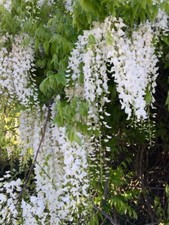 5 GRAINES DE GLYCINE BLANCHE