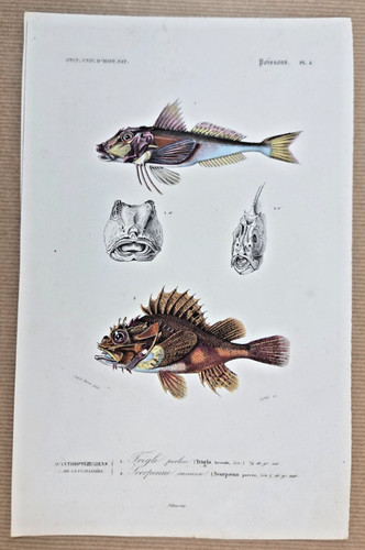 Gravure colorée poissons - gravure,