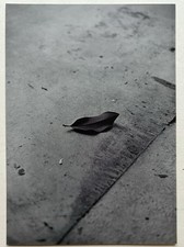 BERNARD PLOSSU - Carton d