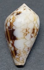 Conus (Cylinder) retifer