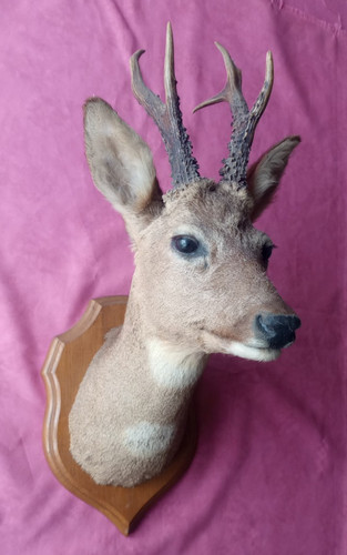 Joli trophée chasse - joli, de