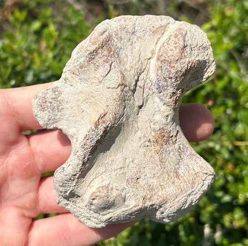 Nice mosasaur paddle fossil - paddle,