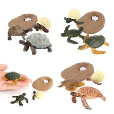 Cycle  de Simulation En Plastique  Enfant Tortue Apprentissage de