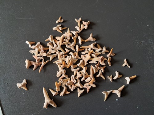 Lot fossiles dents de - 90,