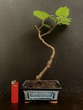 Bonsai Figuier Goutte D’or Arbre Tree Baum Fruitier  Fig Tree