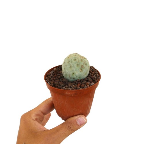 Tephrocactus geometricus one - tephrocactus,
