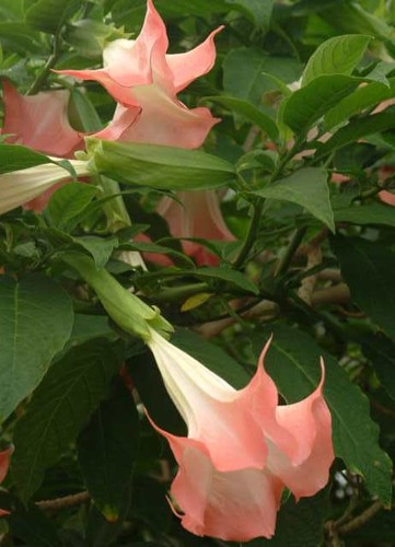 Brugmansia insignis - insignis, (
