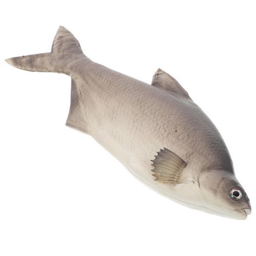 Modèles poissons - ,