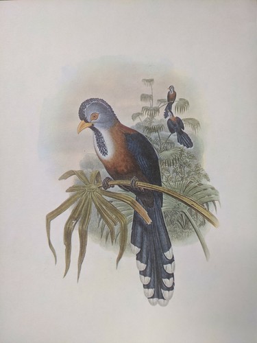 1969 oiseau imprimé - oiseau,