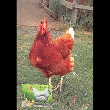 CM CEF - La poule - 24/4/2004 Bourg en Bresse