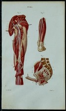 1852 - Planche anatomie