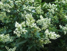 ligustrum ovalifolium pot 3