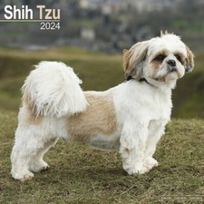 Calendrier 2024 - SHIH TZU