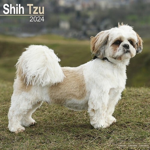 Calendrier 2024 shih tzu - calendrier,