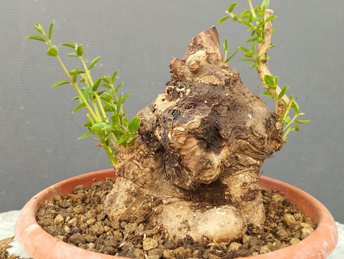 Bonsaï olivastro 10 cm - bonsaï,