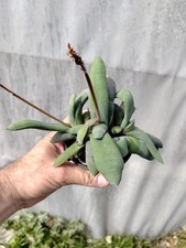 Gasteria glomerata big lovely