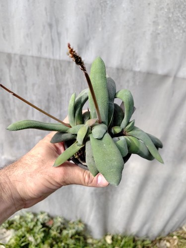 Gasteria glomerata big lovely