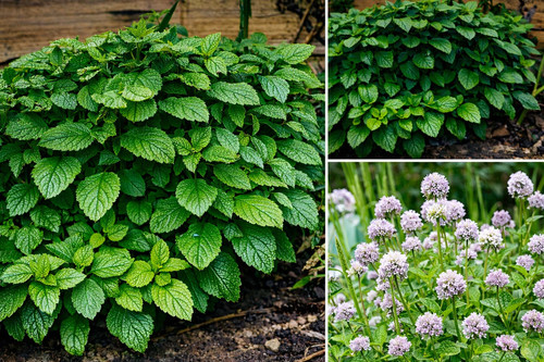 Lot plantes de menthe - lot,