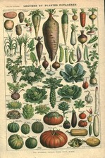 Document ancien légumes