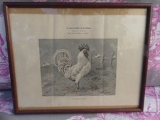 COQ leghorn blanc gravure