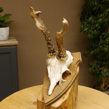 Bois de Cervidés Anormal