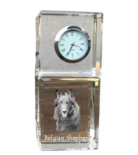 Chiens berger belge - chiens, de