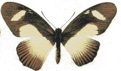 Entomologie papillon - entomologie,