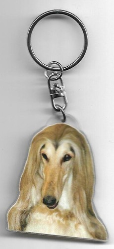 Levrier afghan chien - afghan,