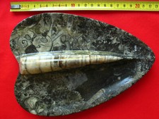 Nautiloïde du Silurien : Orthoceras gregaroides