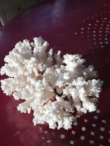 Corail blanc naturel - corail,