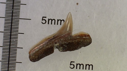 Shark tooth dent requin - dent,