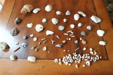 lot de fossiles pierres roches coquillage dent requin trilobite ? a trier 4