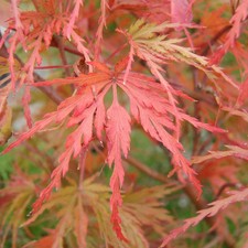 Acer palmatum dissectum